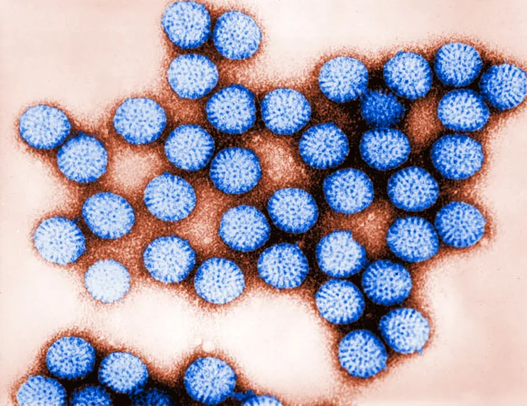 Blue circular cellular structures are clustered together