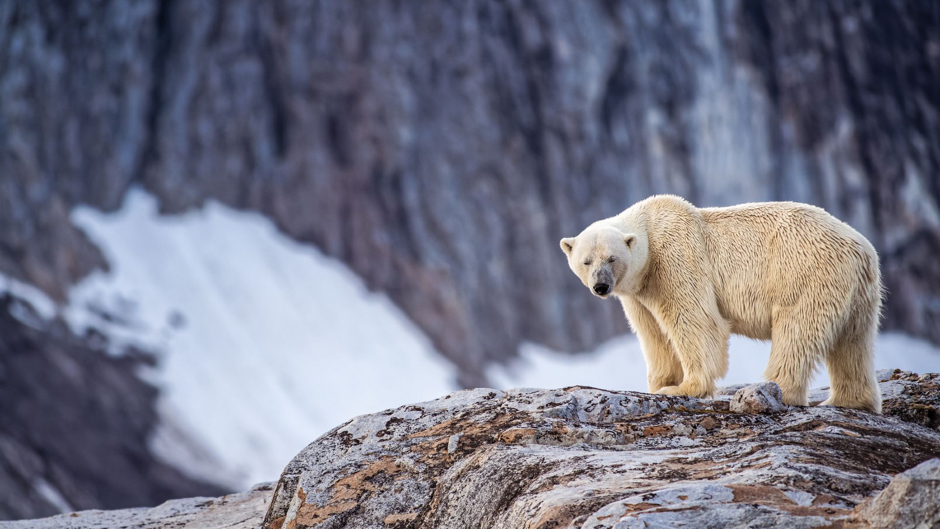 A large white bear stands on all four legs on a large brown and gray rock with snow in the background