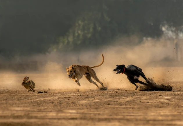 Dog Race