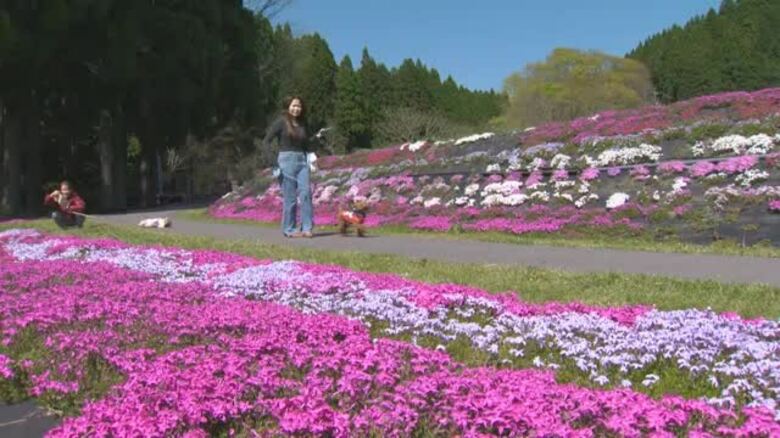 花の色が織りなす“ハートマーク”も…西粟倉村のおおがや芝桜公園で約１．８万株のシバザクラ見頃【岡山】｜FNNプライムオンライン