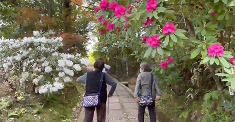 １００種類２７００株のシャクナゲが見ごろ　東広島市・福成寺｜FNNプライムオンライン