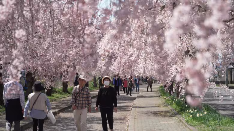 《ふくしま桜紀行2026》喜多方市・日中線しだれ桜　サクラのトンネルとSLと｜FNNプライムオンライン