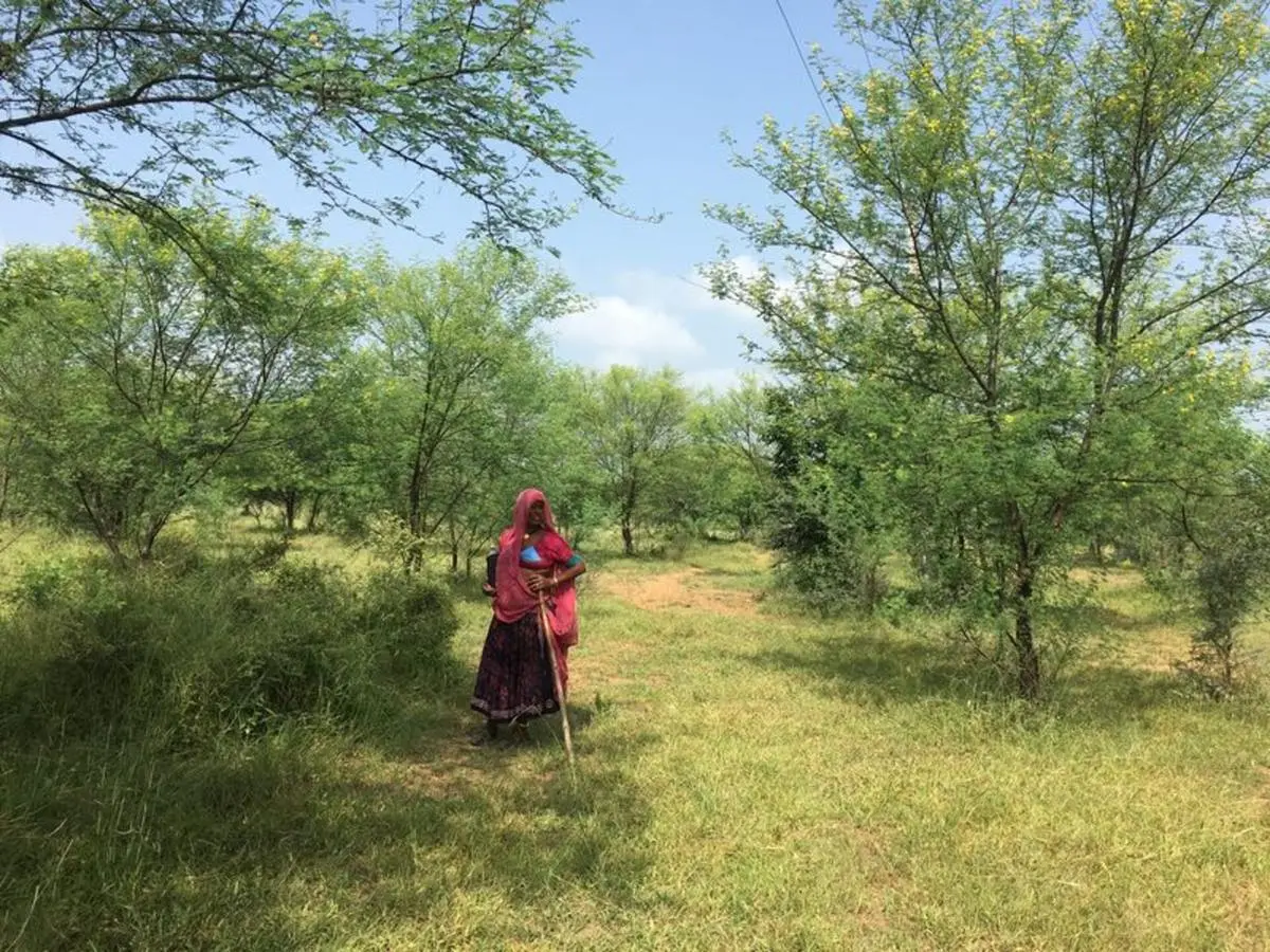 A woman watches over cattle grazing in common lands that the Hastinapur village regained control of in Rajasthan on September 6, 2017. India’s grasslands and rangelands support biodiversity, livestock economies, and major soil carbon storage, but remain marginal in climate policy. A woman watches over cattle grazing in common lands that the Hastinapur village regained control of in Rajasthan on September 6, 2017. India’s grasslands and rangelands support biodiversity, livestock economies, and major soil carbon storage, but remain marginal in climate policy.
