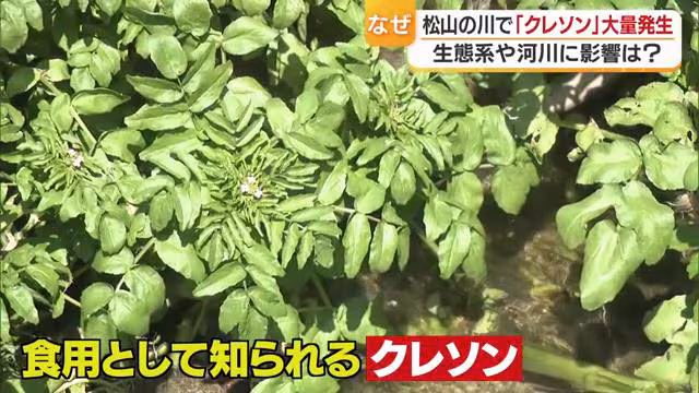 ヨーロッパ原産の外来植物