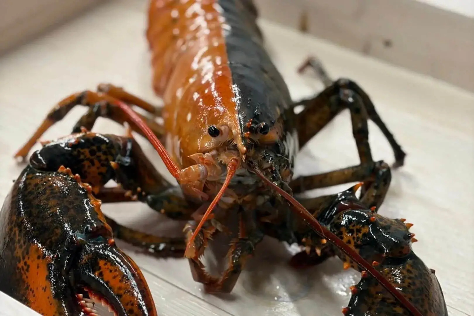 Una langosta hallada en Cape Cod tenía una mutación genética extraordinaria
