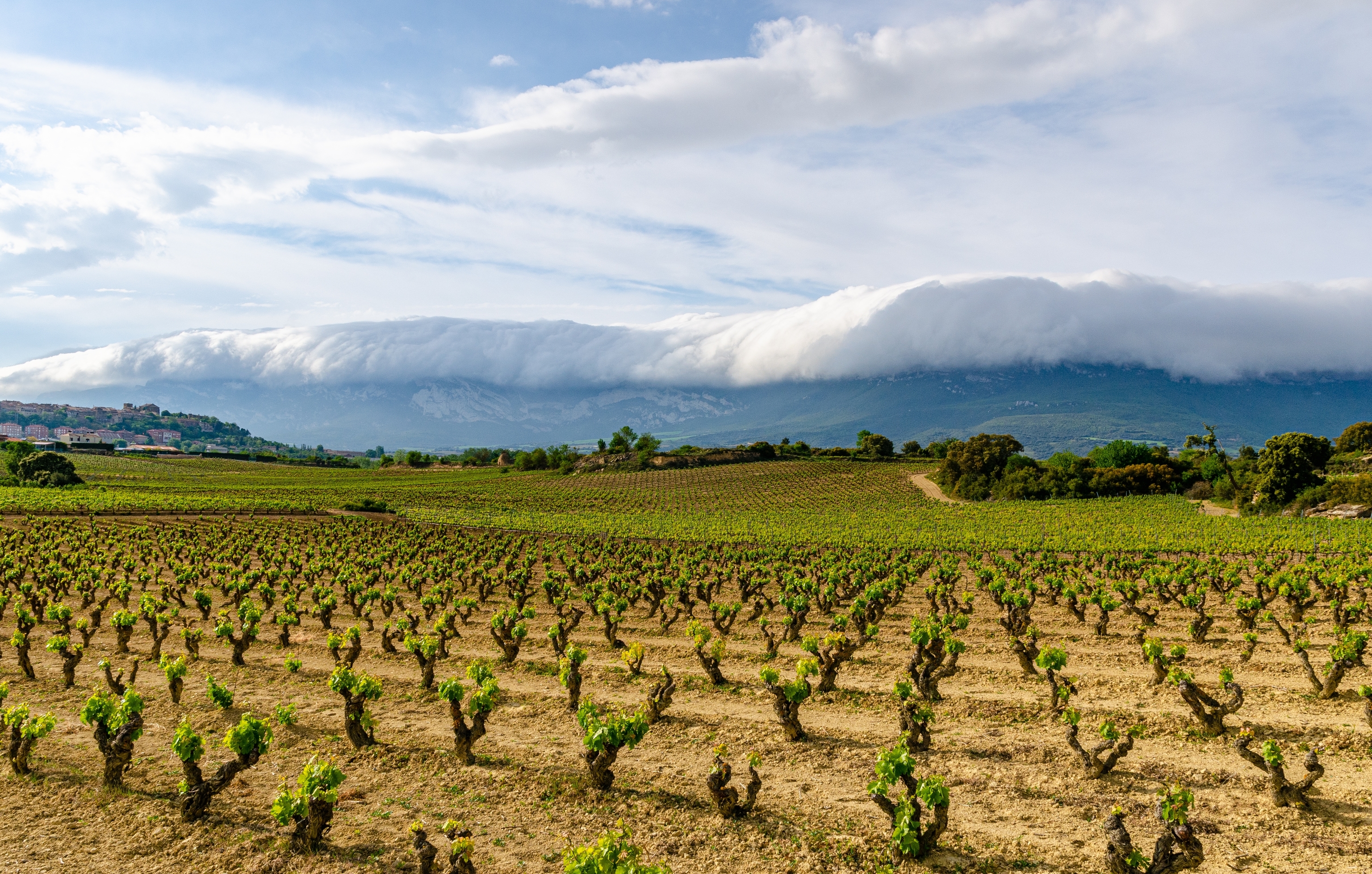 Vi�edos en La Rioja.