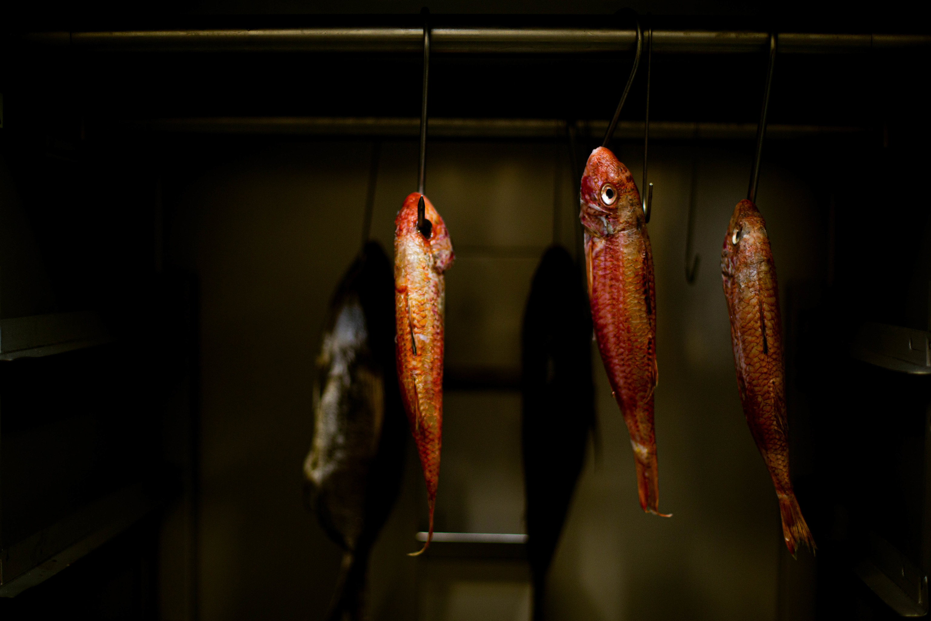 Pescados madurados, entre ellos, salmonetes.