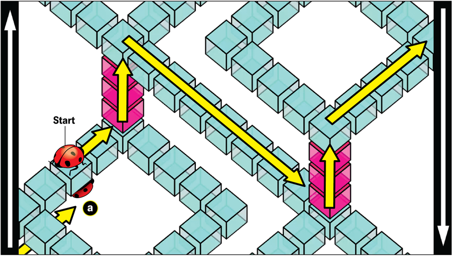 The schematic in the previous image now hosts a ladybug. Arrows show its path as described in the text.