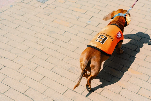 Small dog wearing orange outfit walking on leash during Koningsdag in Netherlands, pet in festive costume, outdoor street scene.