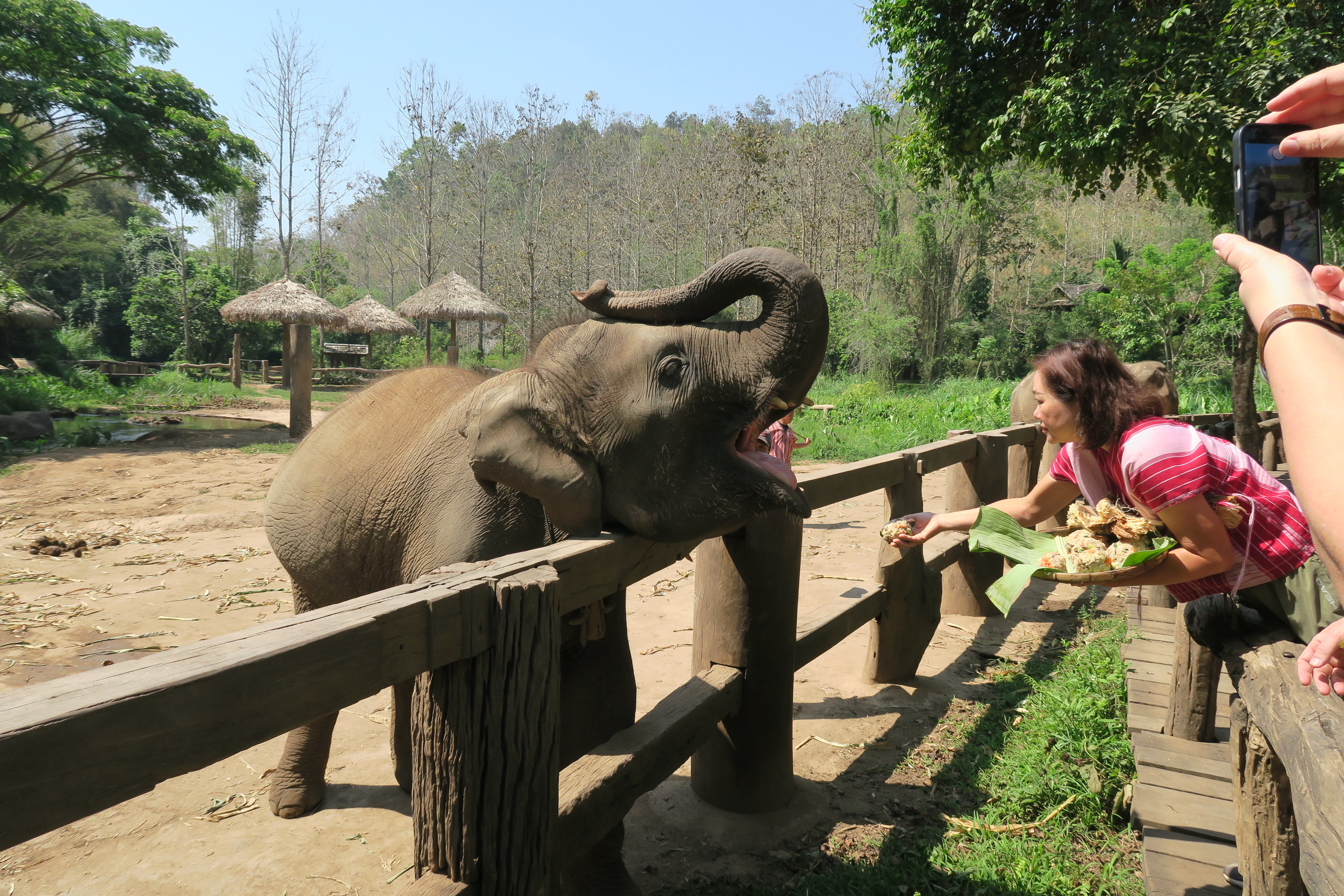 Alimentando a los elefantes en el Elephant Ecovalley.
