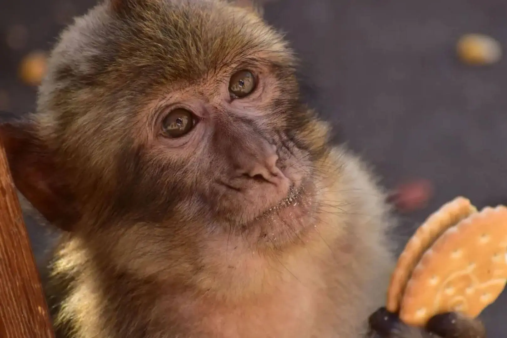 Los científicos consideran que esta conducta de los macacos es una ingeniosa estrategia de adaptación desarrollada para convivir en entornos dominados por la presencia humana