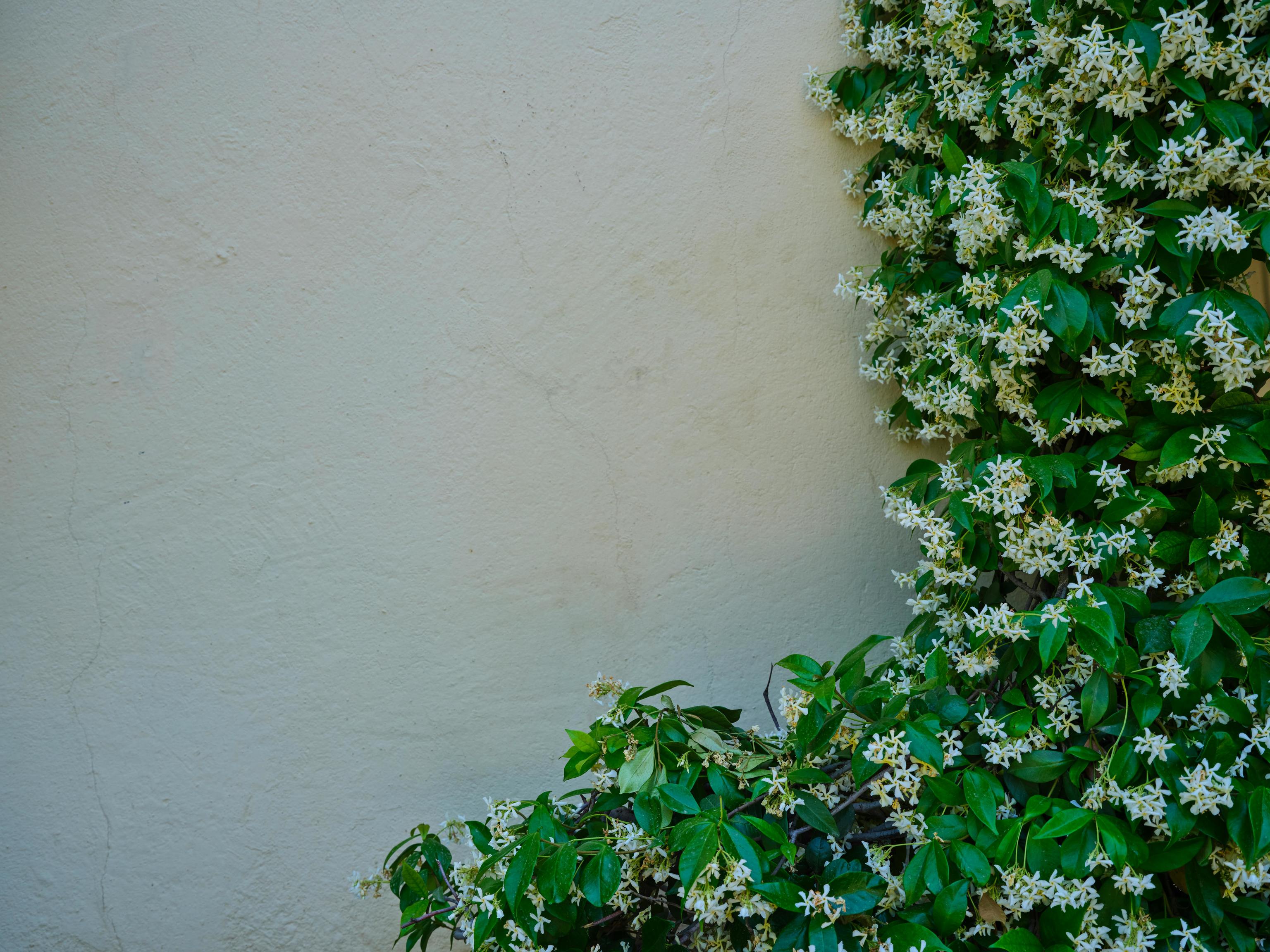 Ni hiedra ni muros desnudos; estas son las plantas trepadoras que tienen flor durante todo el a�o: jazm�n estrella