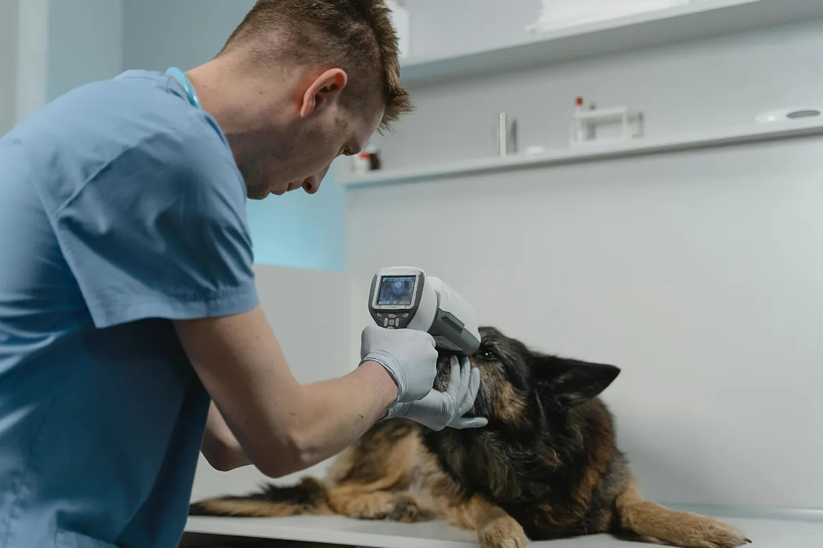 Confirmado por la Junta de Andaluc�a: deducci�n de hasta 100 euros por veterinario en la Renta 2026