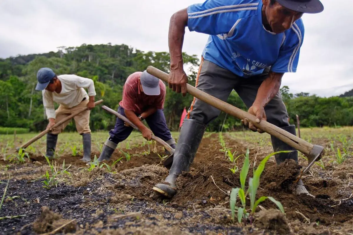 Workers turn soil containing biochar in Peru, which has attracted carbon credits from tech giants such as Microsoft. The UN has declared 2026 the International Year of Rangelands and Pastoralists, highlighting their role in climate resilience and food systems. Workers turn soil containing biochar in Peru, which has attracted carbon credits from tech giants such as Microsoft. The UN has declared 2026 the International Year of Rangelands and Pastoralists, highlighting their role in climate resilience and food systems.