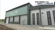 抹茶ブームで需要急増＆人手不足に対応　宮崎市初のてん茶加工場完成