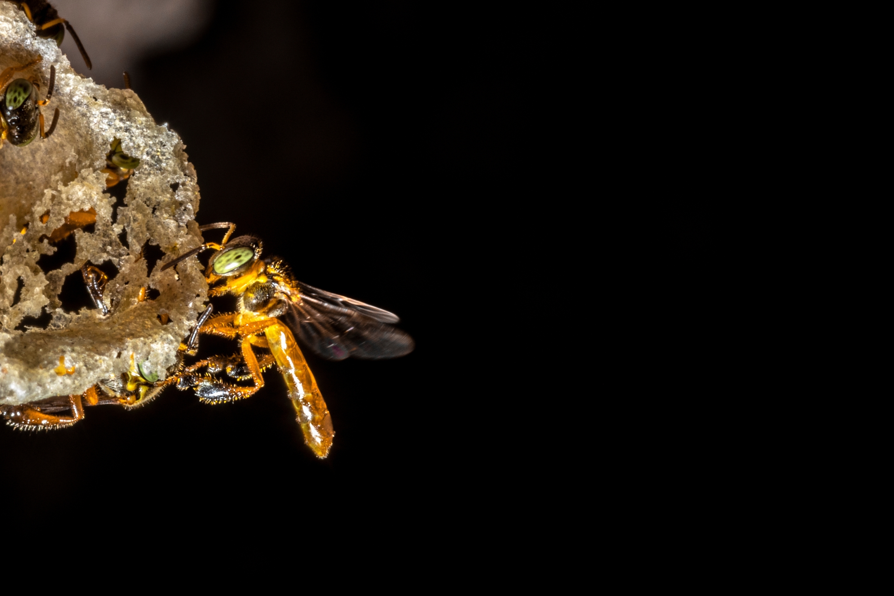 Una abeja sin aguij�n.