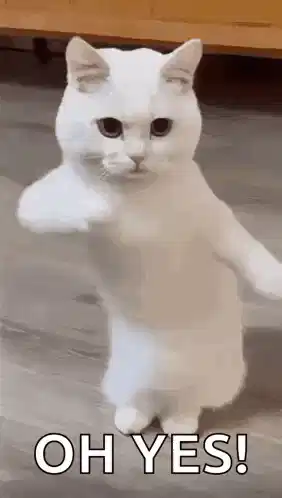 a white cat dancing in excitement over its winning mojo