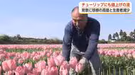 高嶺の花に？ チューリップにも値上げの波　背景に球根の高値と生産者減少