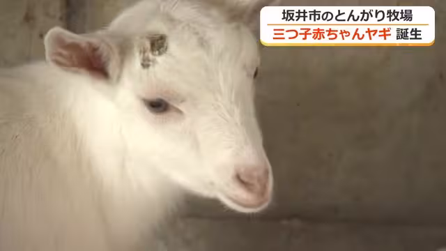 3月末に誕生した赤ちゃんヤギ