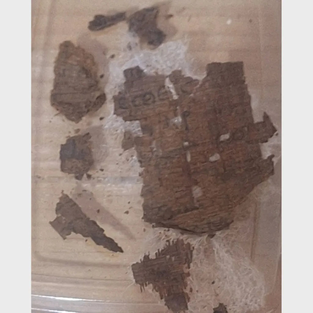 Fragmentos del papiro con versos de la Ilíada