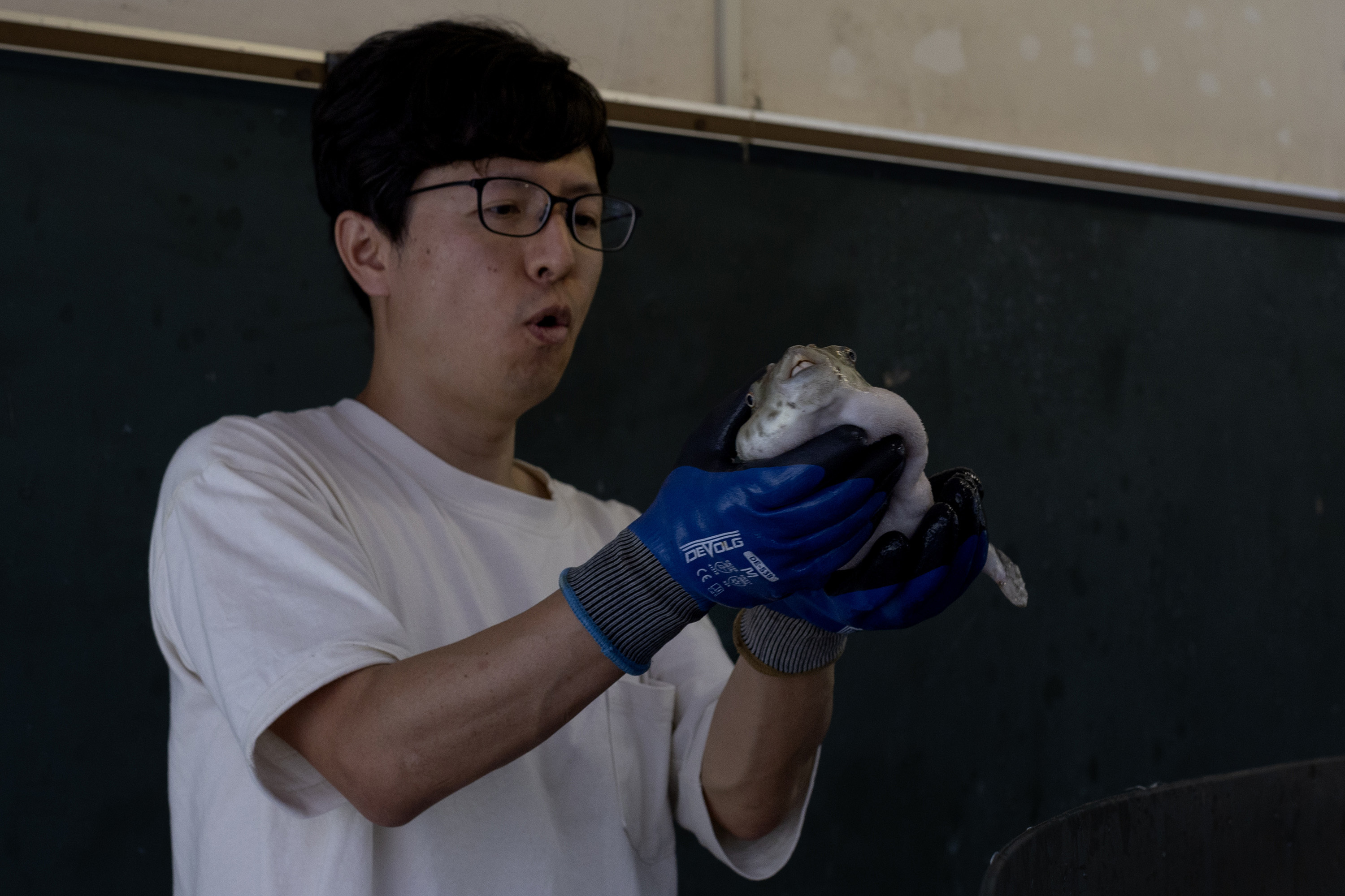 Shun Nakamura, un piscicultor japon�s, sostiene un pez globo.