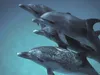 Dolphins swimming in the water