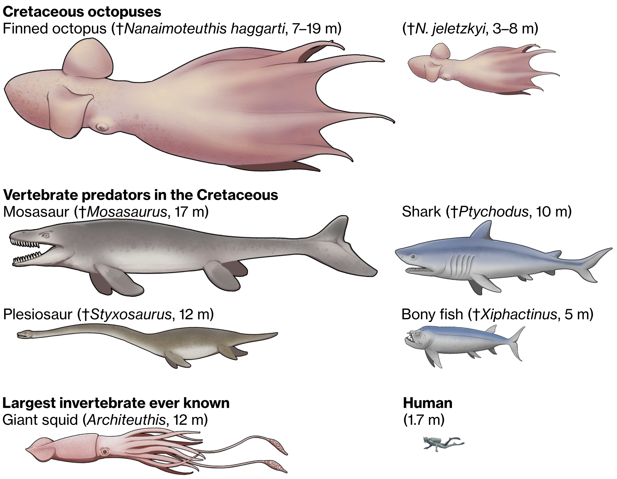 Illustration of octopuses and other predators with a human as a size comparison.