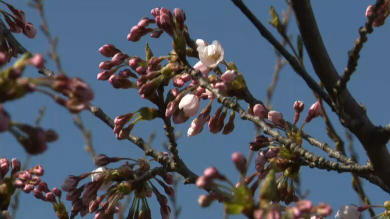 【桜前線が北海道に上陸】松前町で開花宣言！観測史上2番目の早さ_ソメイヨシノの標準木で5輪以上の開花_4月上旬は平均気温が9.3℃と統計開始以来最も高い記録を更新｜FNNプライムオンライン