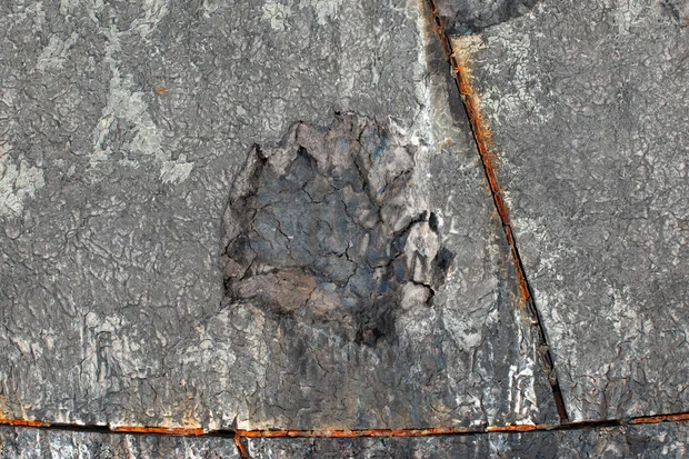 heat-shield-char-loss-2-foia.jpg 