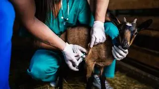 MAKING MEDICINES WORK: Deploying data to fight vet drug resistance MAKING MEDICINES WORK: Deploying data to fight vet drug resistance