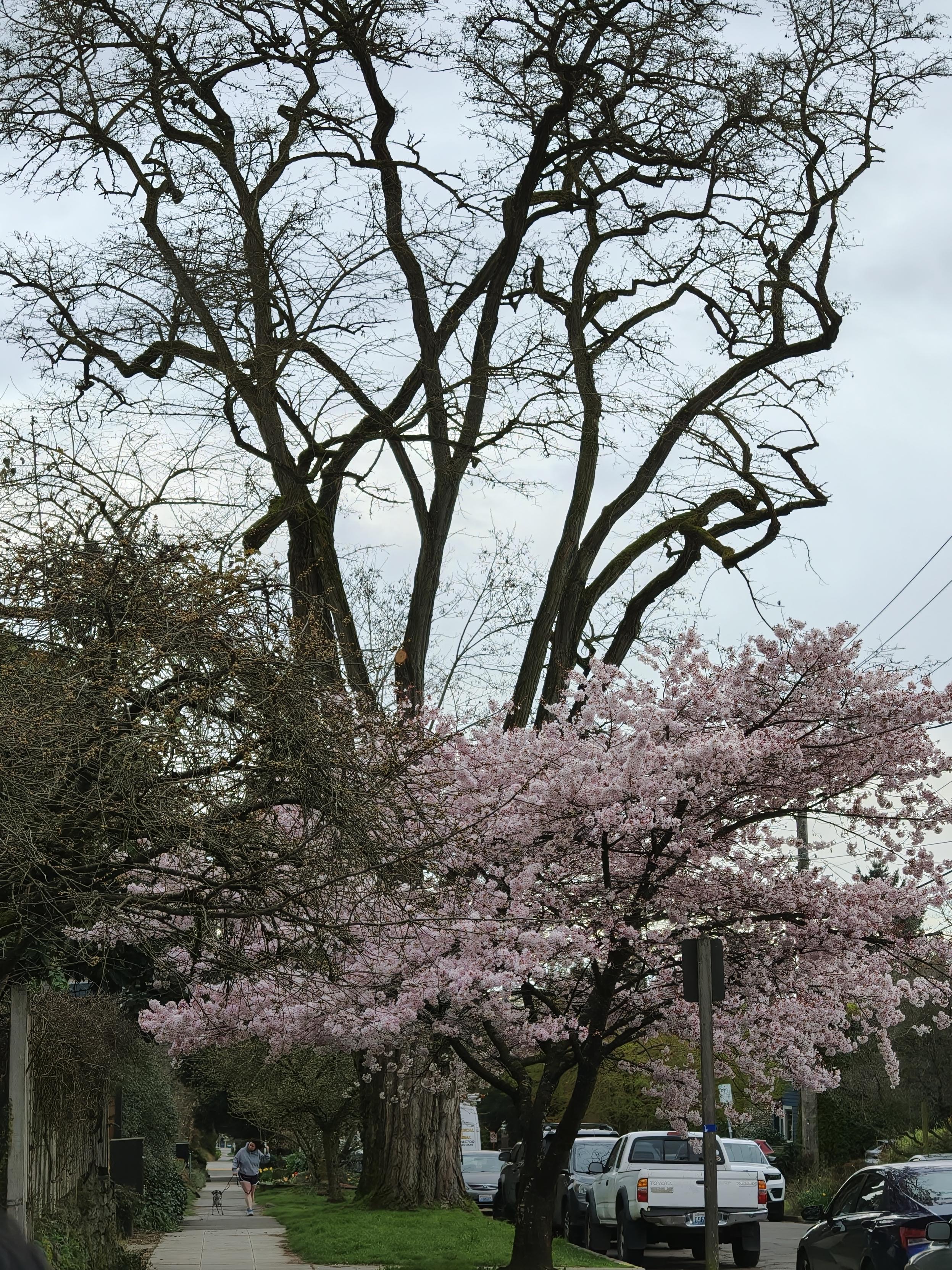 随意走进的 neighborhood 都有美丽的春景