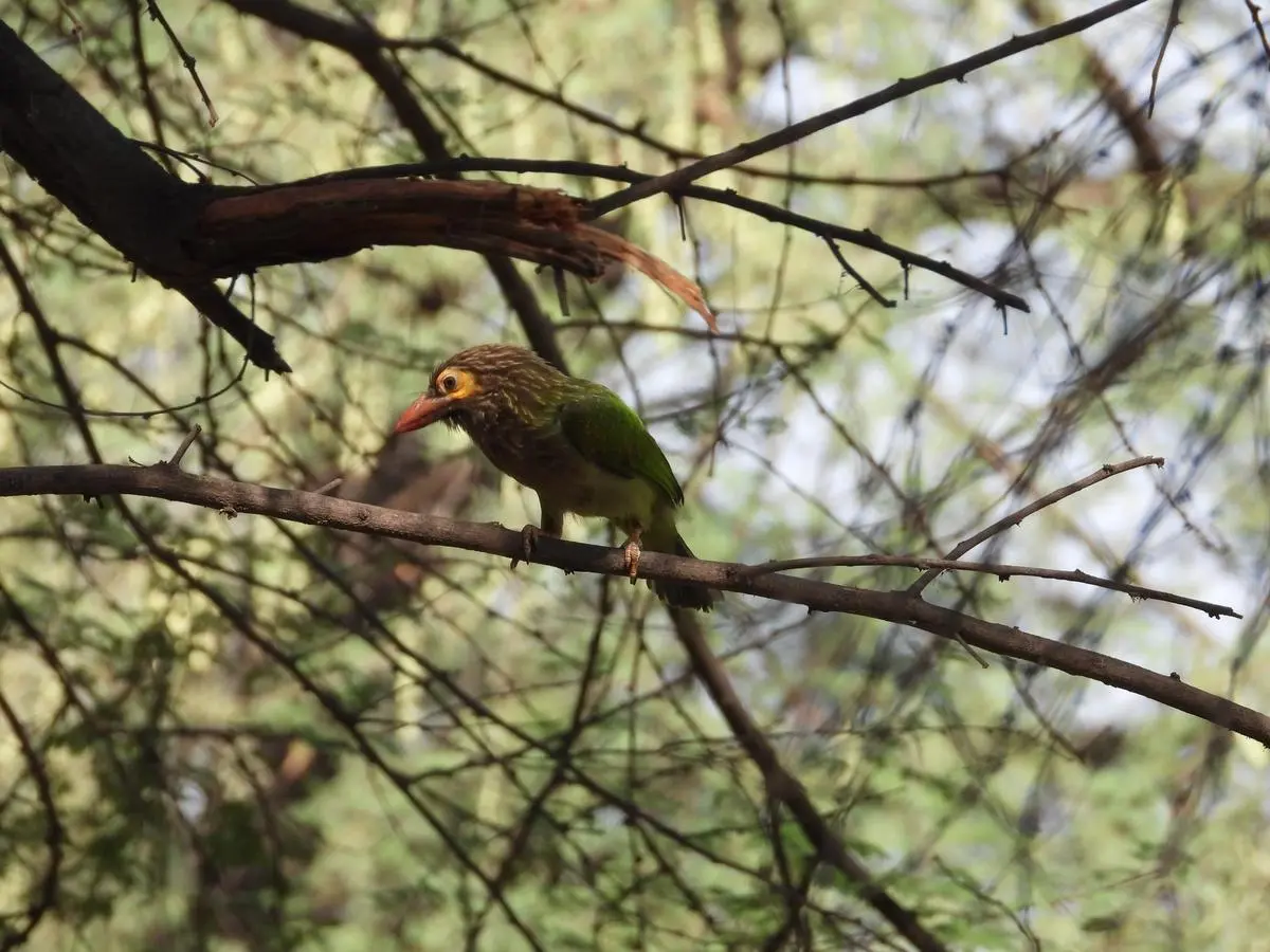 A brown-headed barbet (Psilopogon zeylanicus) spotted at Dwarka forest. The area supports about 65 bird species, among which 15 are migratory, owing to its location along the Central Asian Flyway. A brown-headed barbet (Psilopogon zeylanicus) spotted at Dwarka forest. The area supports about 65 bird species, among which 15 are migratory, owing to its location along the Central Asian Flyway.