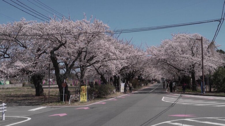 《ふくしま桜紀行2026》富岡町・夜の森桜並木　訪れた人を優しく包み込む桜のトンネル｜FNNプライムオンライン
