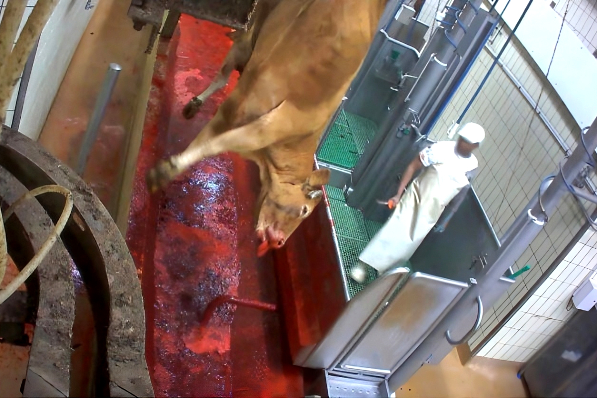 Una vaca en un matadero.