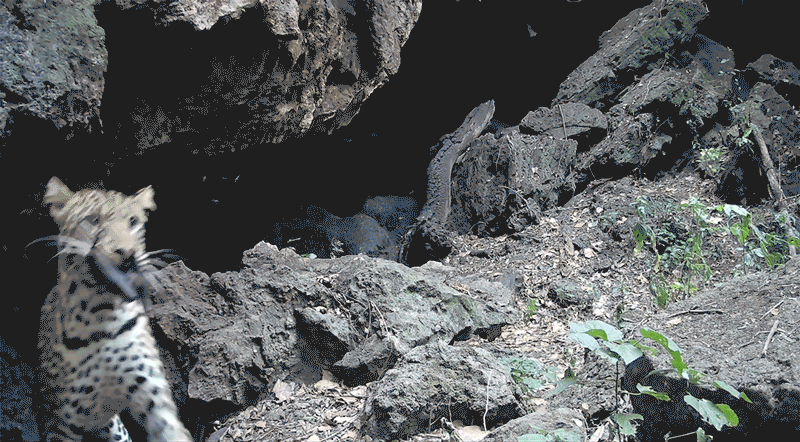 An African leopard catches an Egyptian fruit bat as seen on video from a remote solar-powered camera trap at Python Cave, Uganda.