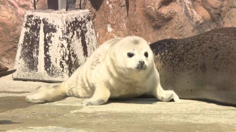 旭山動物園が29日と30日の臨時休園を発表　夏期開園は5月1日から　警察捜査に全面的に協力｜FNNプライムオンライン