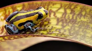 Poison dart frog Poison dart frog