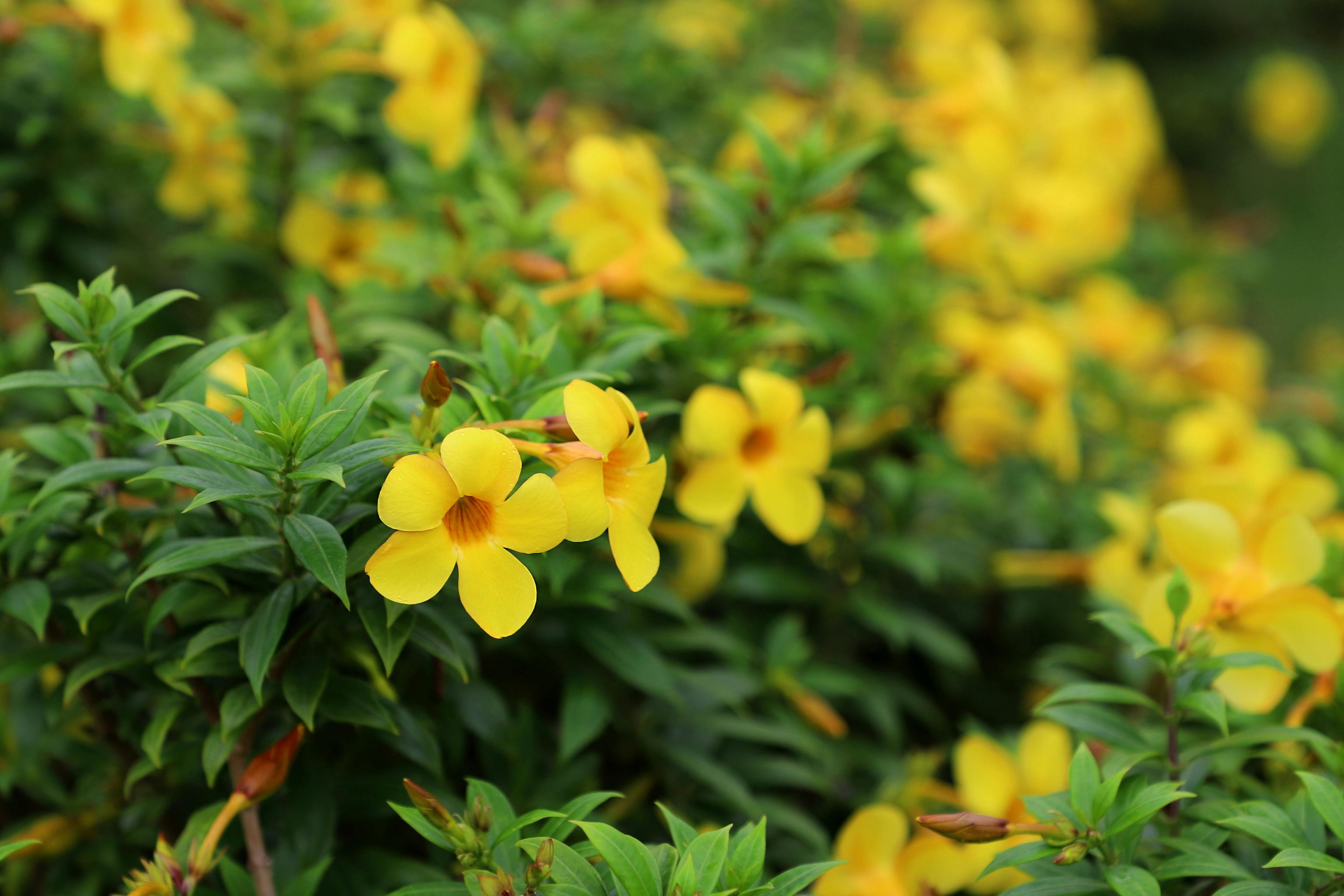 Ni hiedra ni muros desnudos; estas son las plantas trepadoras que tienen flor durante todo el a�o: copa de oro