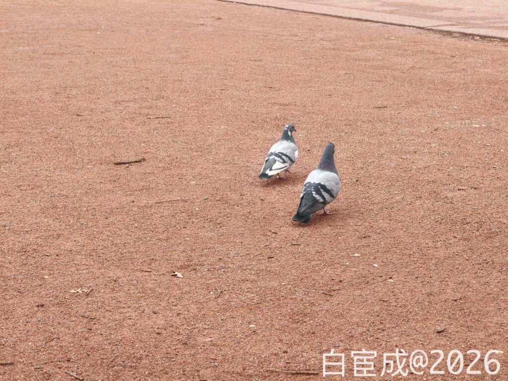 2026 欧洲之旅 Day 6:真正重要的东西,用眼睛是看不见的。 - 12 IMG20260220131921
