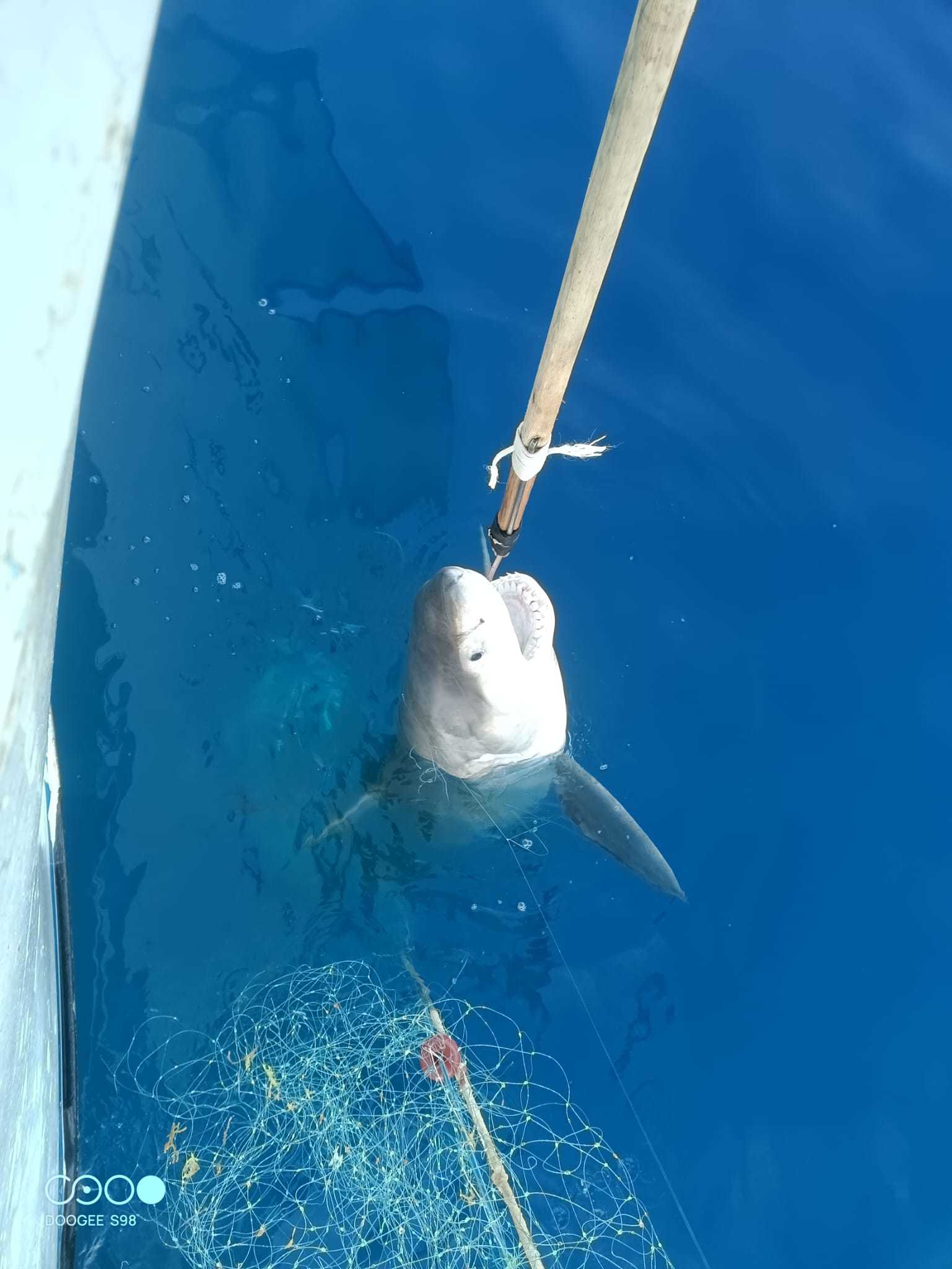 Instante en el que el ejemplar es capturado por el pescador.