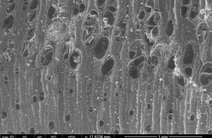 Traverse section of a charcoal fragment of ash observed under an ESEM microscope, April 14, 2026.