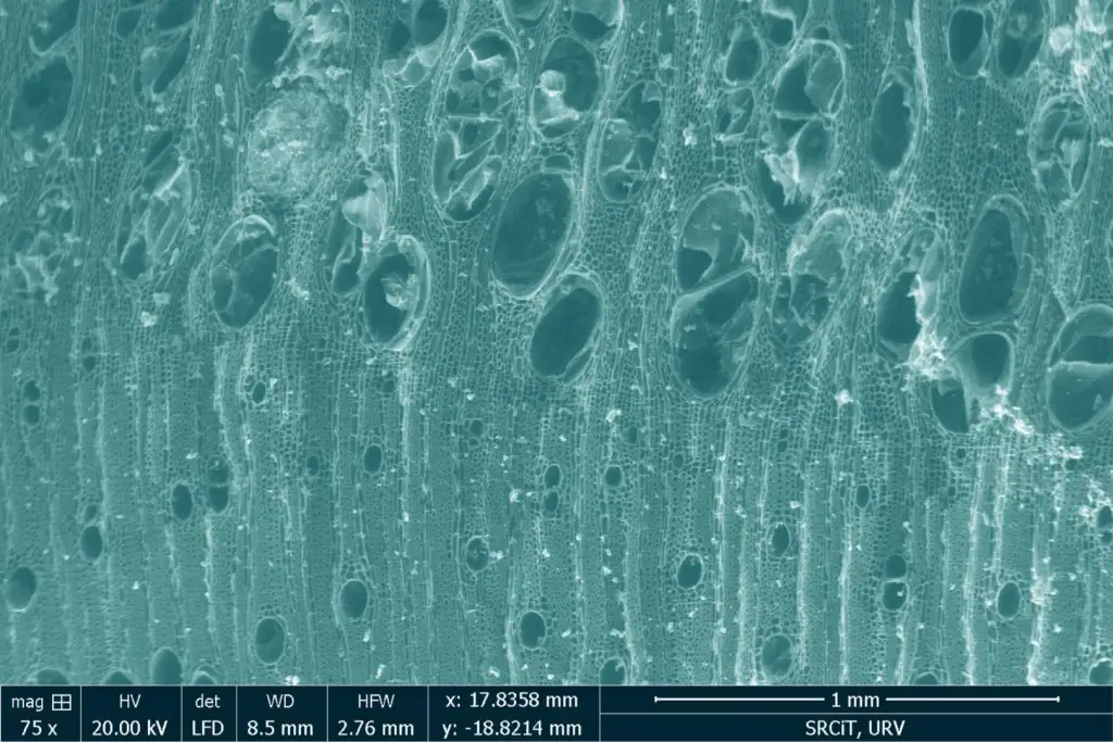 Fragmento de carbón observado bajo un microscopio ESEM