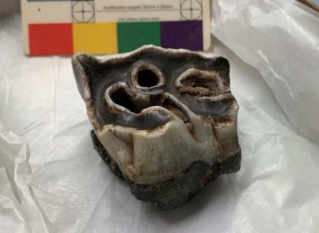 pembroke-woolly-rhino-molar.jpg 