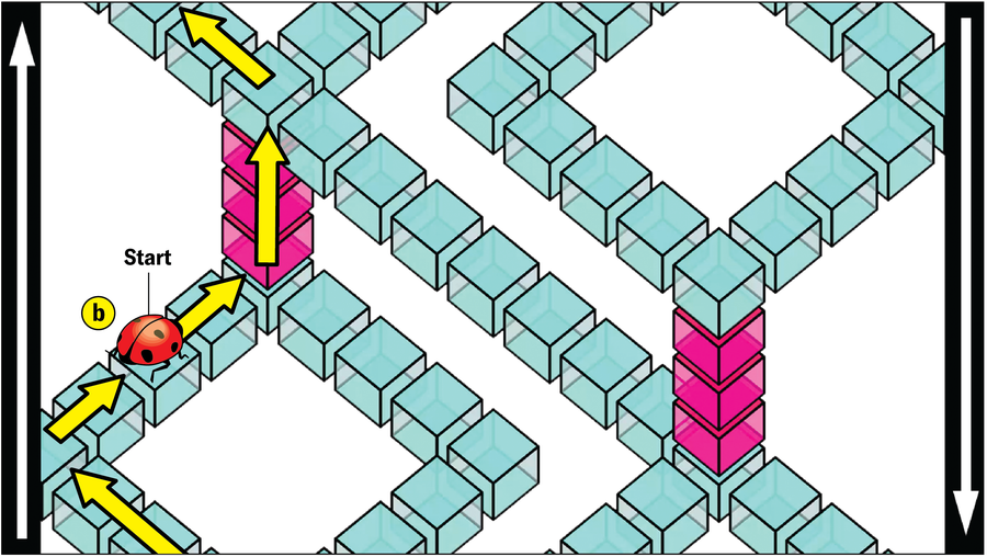 The base image is repeated, this time with arrows showing a different path for the ladybug, as described in the text.