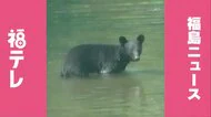 【熊出没】4月29日（水）　福島県の目撃情報　会津若松市で河川敷を歩くクマ