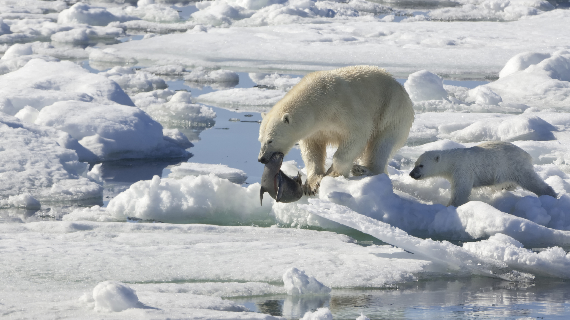 Two white bears stand on the edge of an ice floe. The bigger bear has a gray seal in its mouth