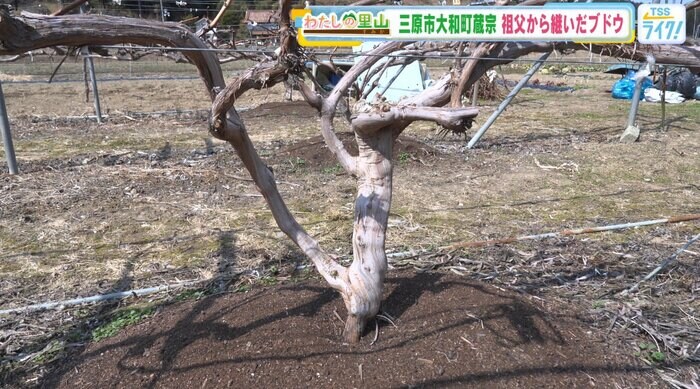 ぶどうの木