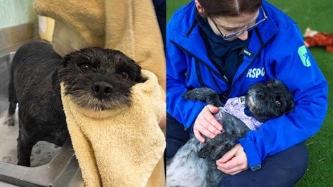保護された犬