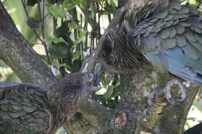 Imagen de Bruce, el loro kea, asistido por uno de sus compañeros. Fuente: Science News