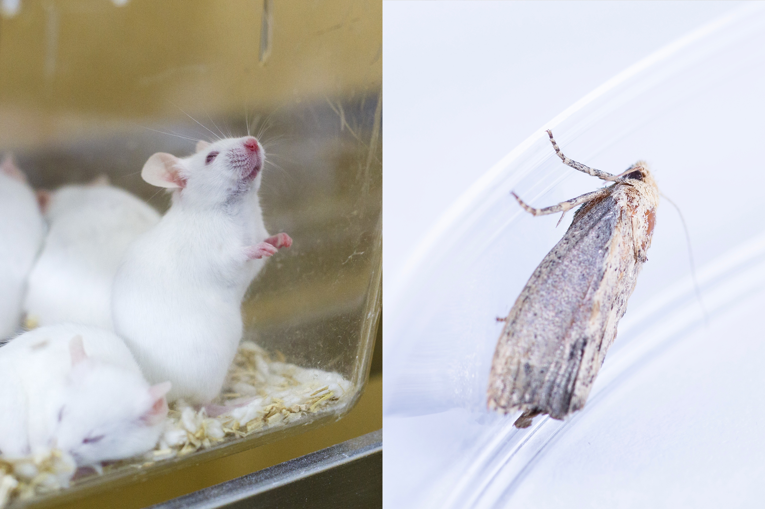 Rat�n de laboratorio y polilla de cera (Galleria mellonella).